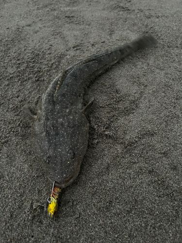 コチの釣果