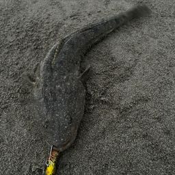 コチ