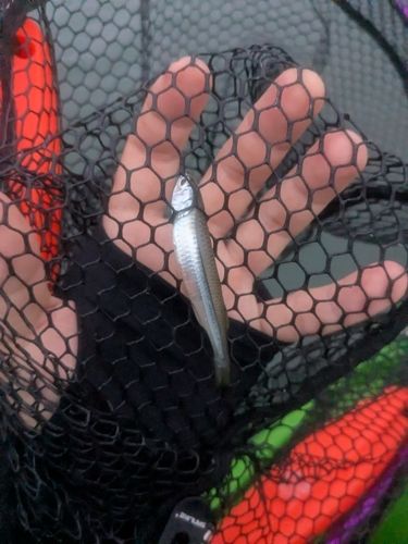 カタクチイワシの釣果