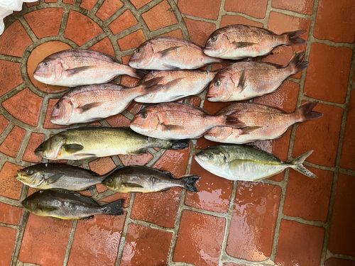 タイの釣果