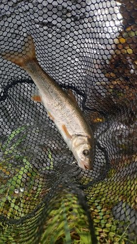 ウグイの釣果