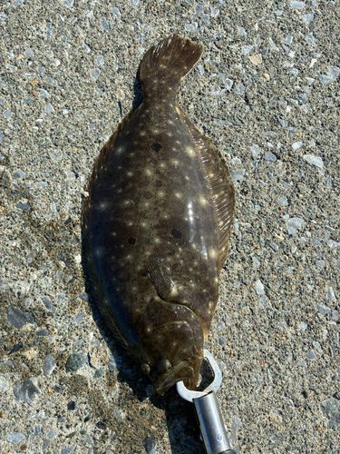 ヒラメの釣果