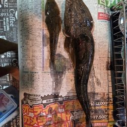 マゴチ