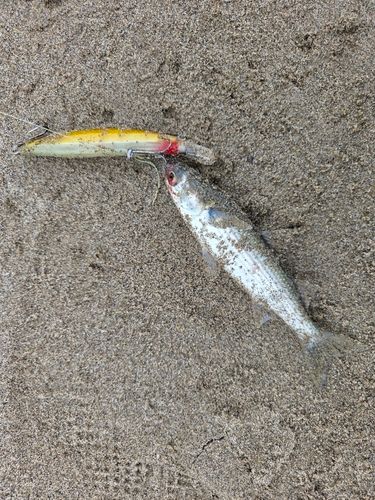 ボラの釣果