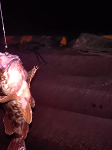 カサゴの釣果