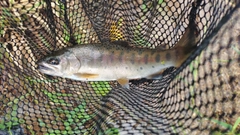 ヤマメの釣果