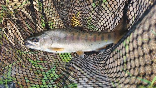 ヤマメの釣果