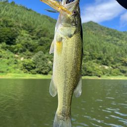ブラックバス