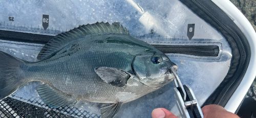 メジナの釣果