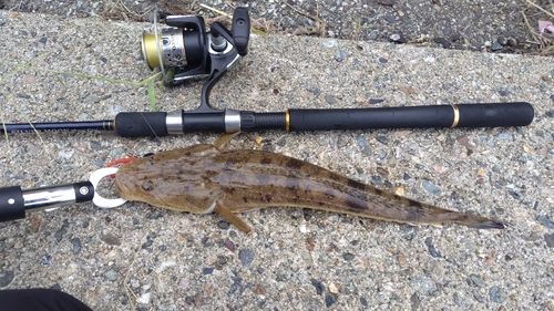 マゴチの釣果