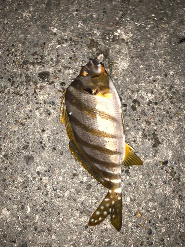 タカノハダイの釣果