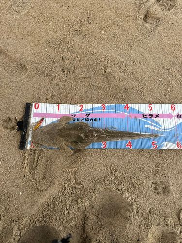 マゴチの釣果