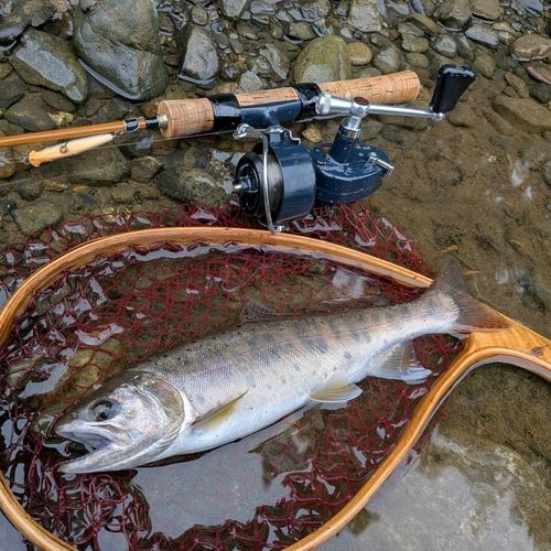 ヤマメの釣果