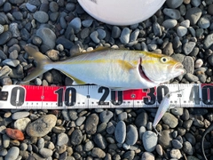 ショゴの釣果