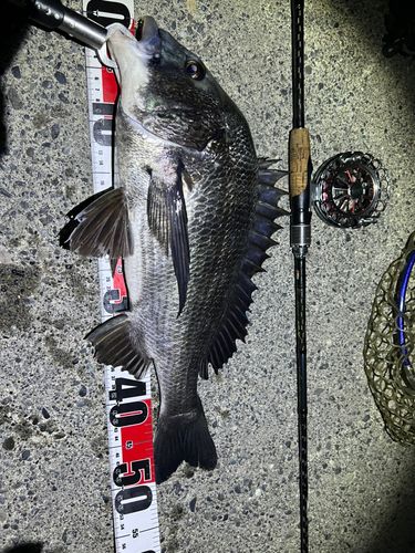 チヌの釣果