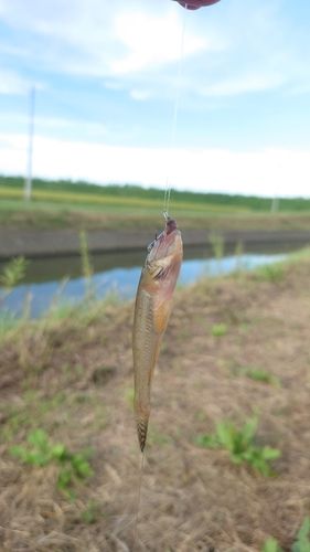 シマハゼの釣果
