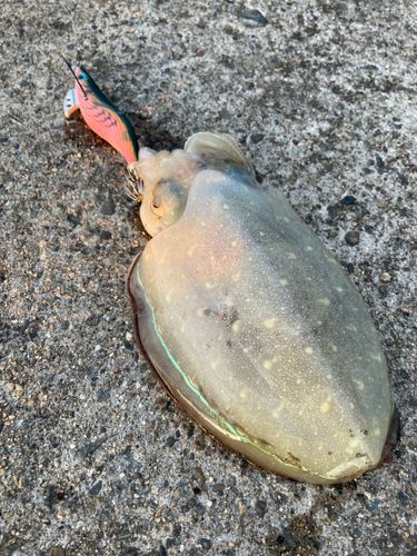コウイカの釣果