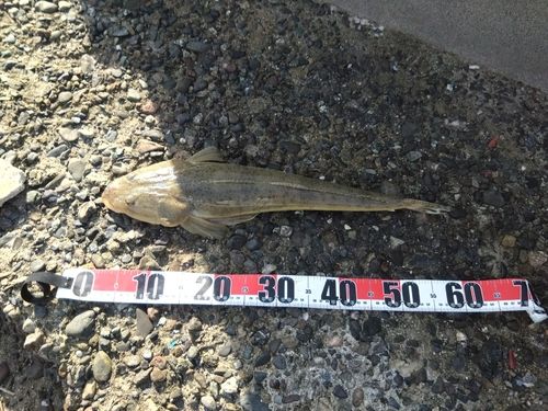 マゴチの釣果