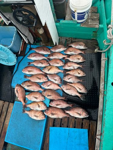 マダイの釣果