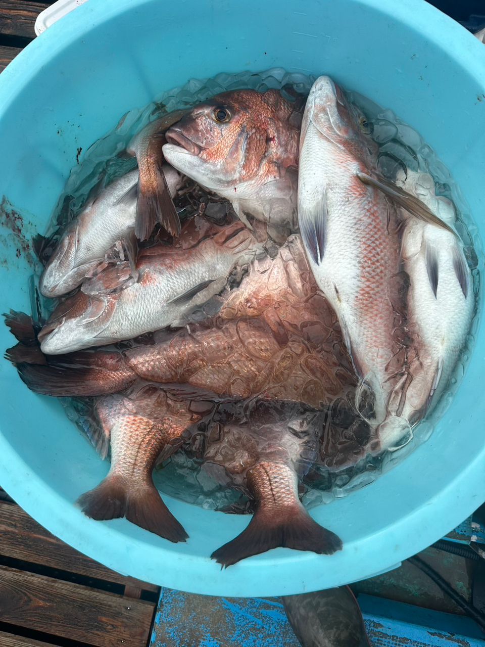 一休丸@城ヶ島さんの釣果 2枚目の画像