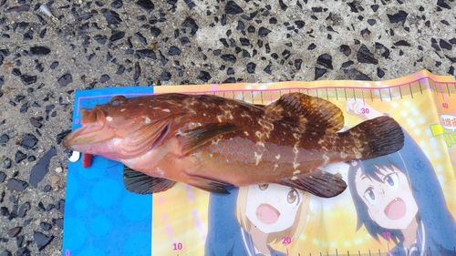 キジハタの釣果