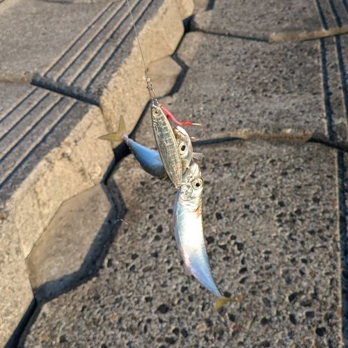 サバの釣果