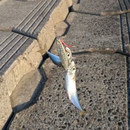 サバ