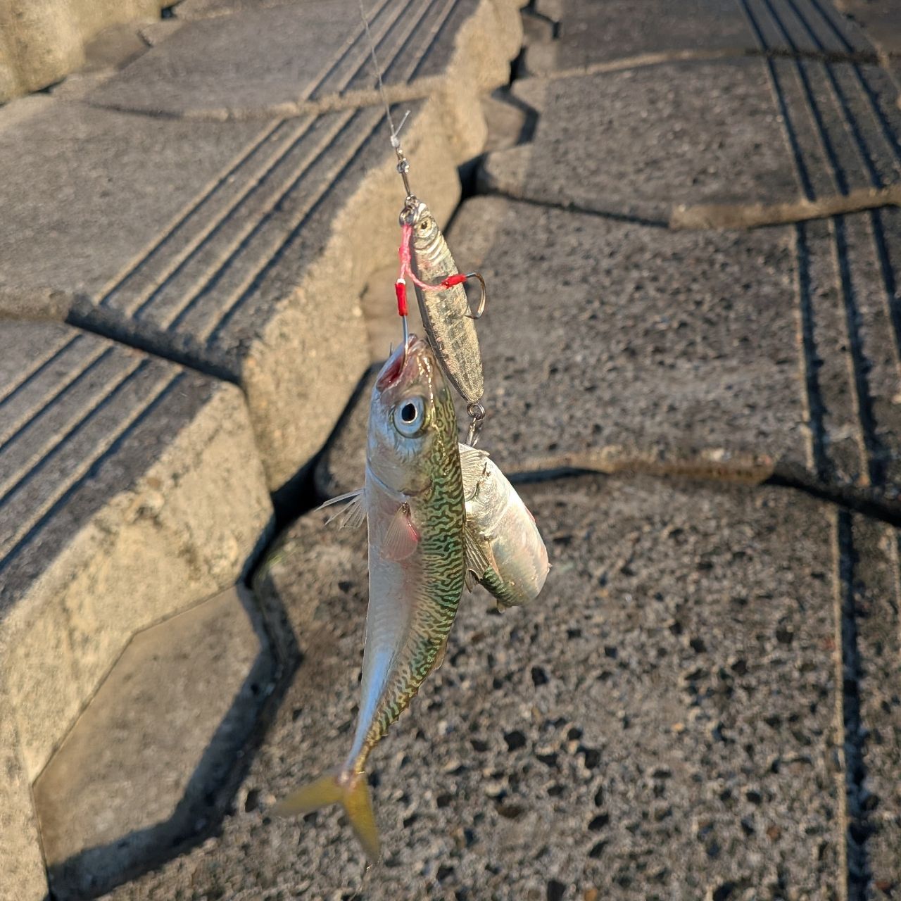 サバ