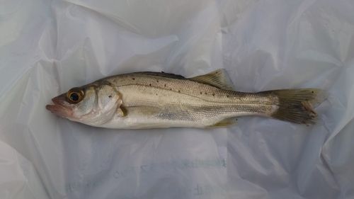 セイゴ（ヒラスズキ）の釣果