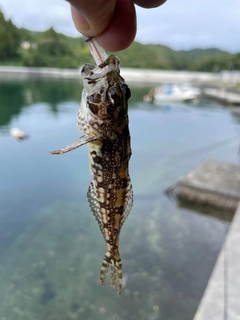 アナハゼの釣果