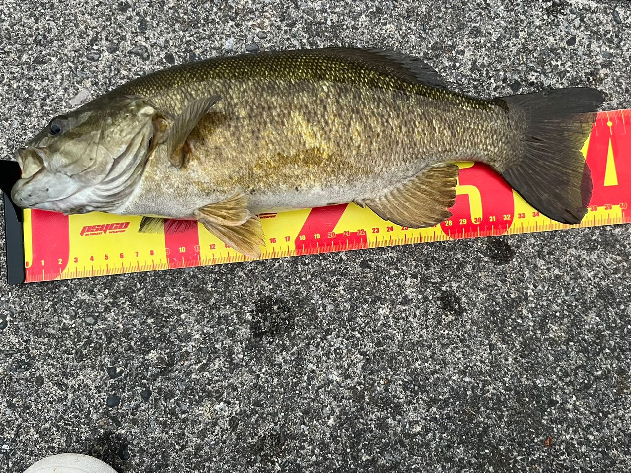 スモールマウスバス