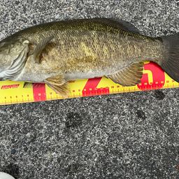 スモールマウスバス