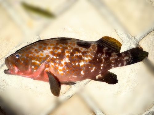 キジハタの釣果
