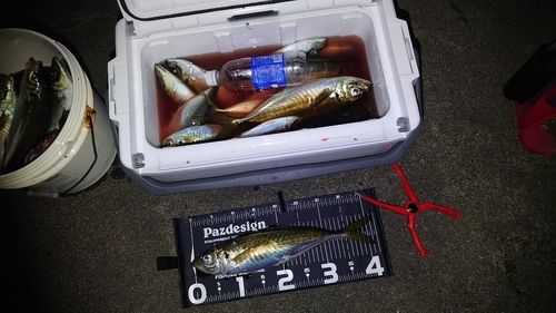 アジの釣果