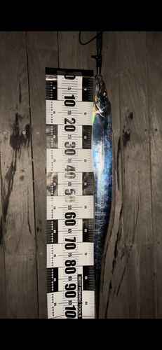 タチウオの釣果