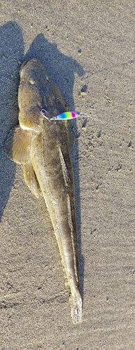マゴチの釣果