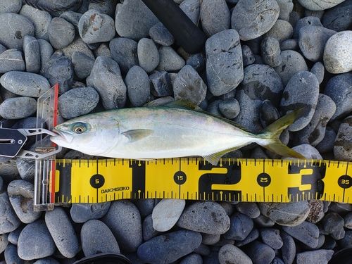 ワカシの釣果