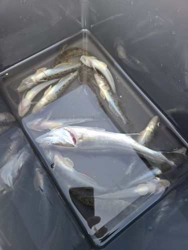 三河湾