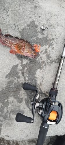 カサゴの釣果