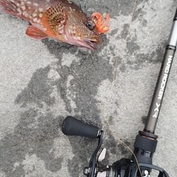 カサゴ