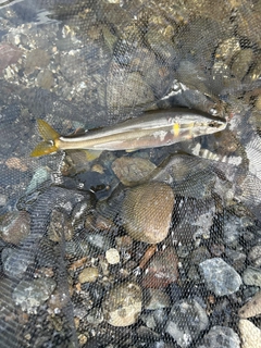 アユの釣果