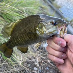 スモールマウスバス