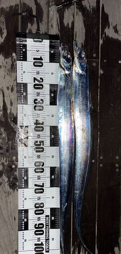 タチウオの釣果