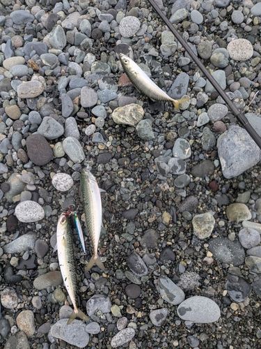 サバの釣果