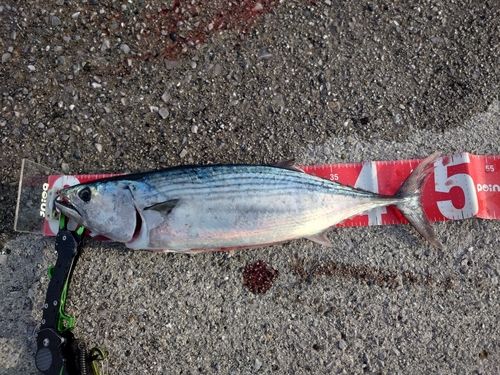 ハガツオの釣果