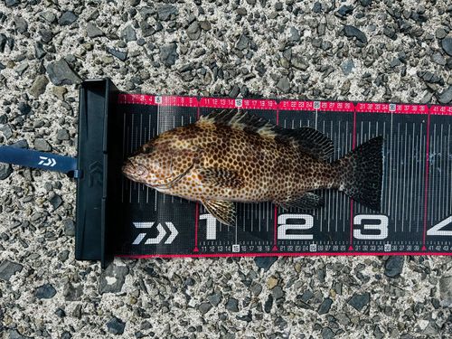 オオモンハタの釣果