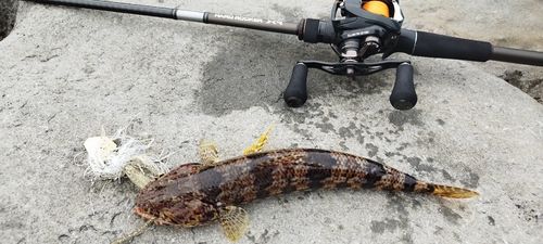 アカエソの釣果