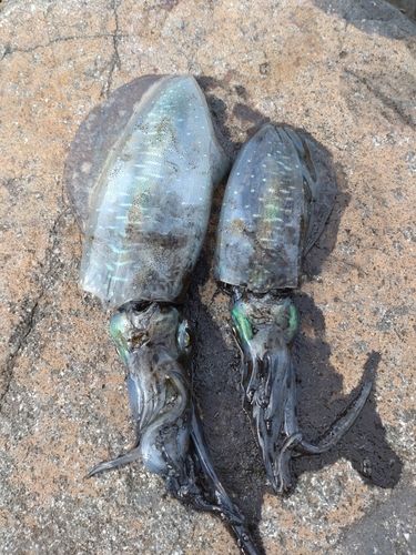 アオリイカの釣果