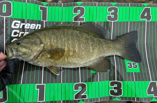 スモールマウスバスの釣果
