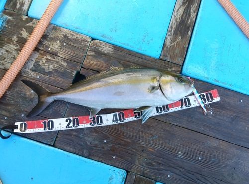 カンパチの釣果